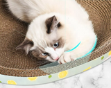 Cat scratch bowl/bed/ scratcher